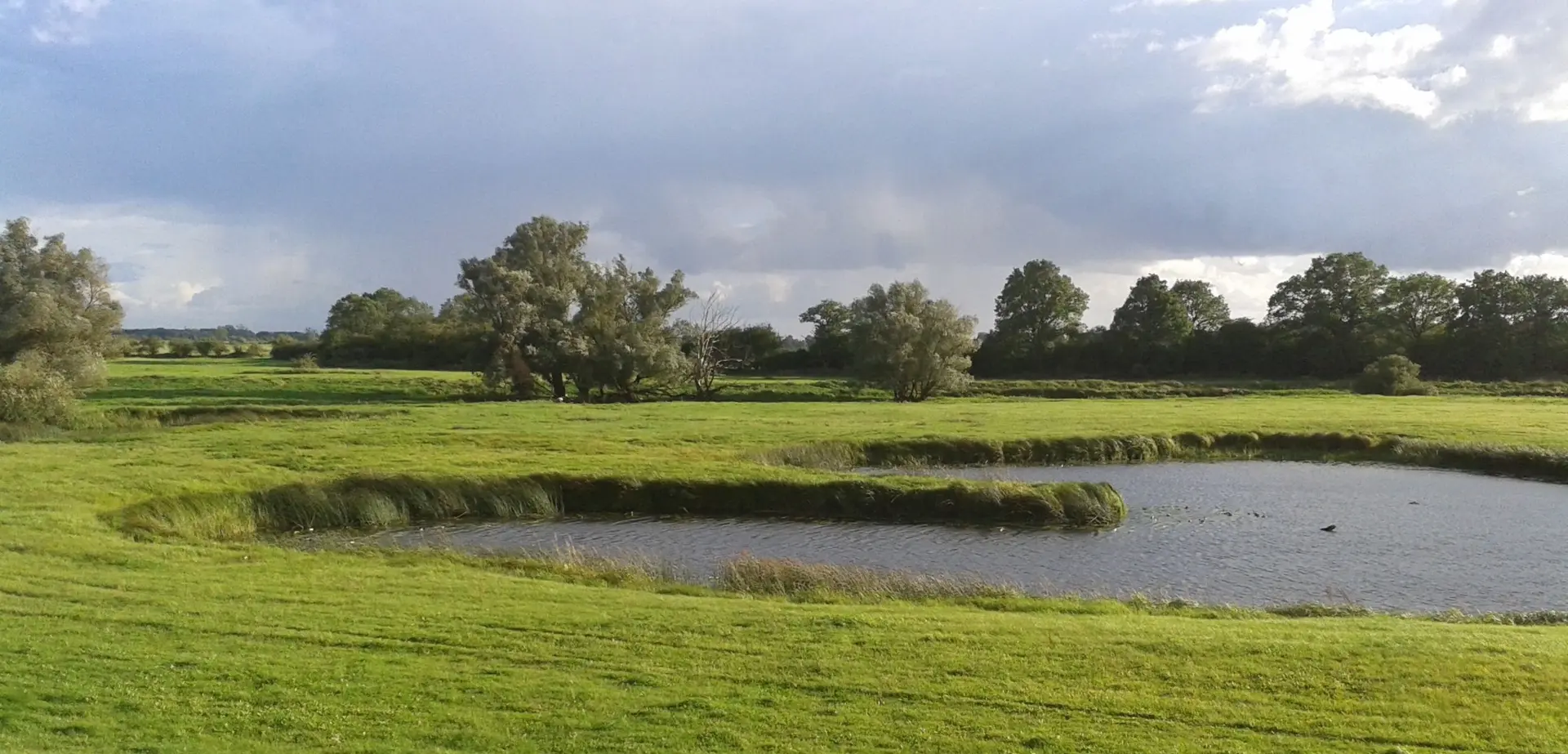 Landschaft nahe der Elbe im Sommer