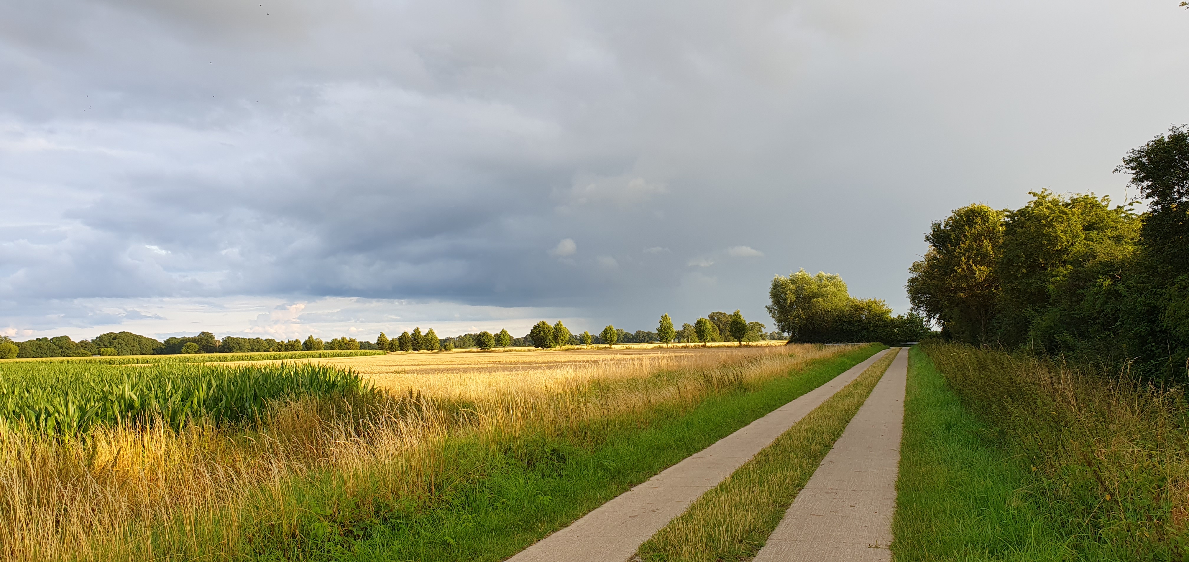 Ein Feldweg im Sommer