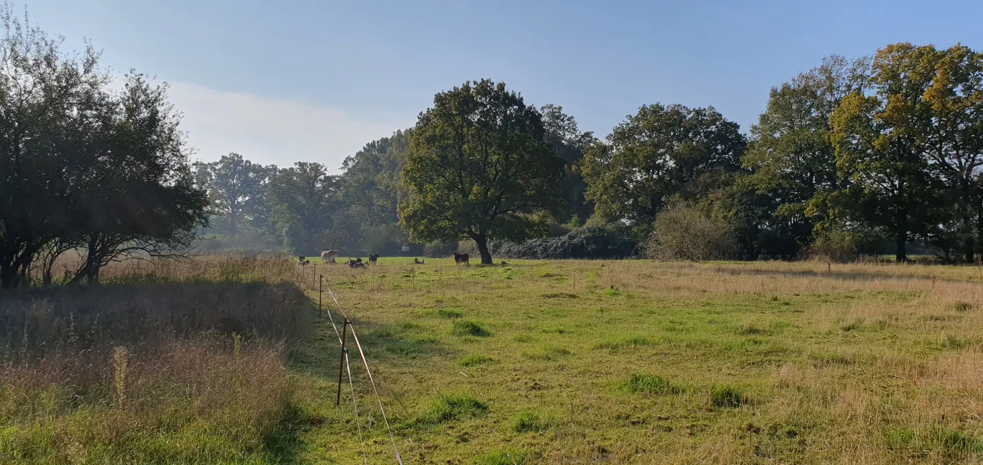Weidelandschaft mit Zebu-Rindern