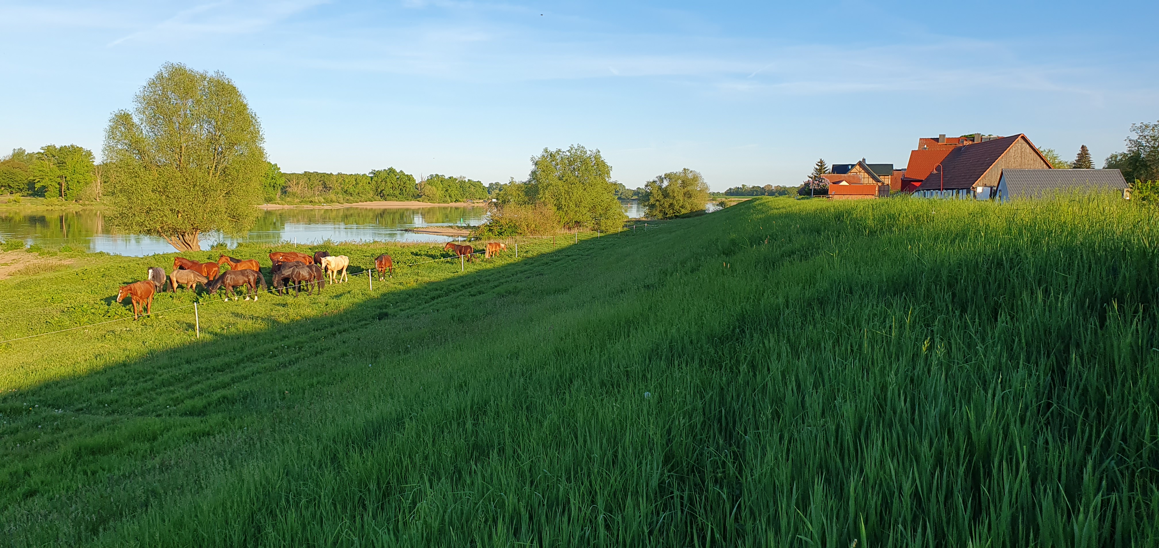 Der Elbe Damm mit einer Herde von grasenden Pferden