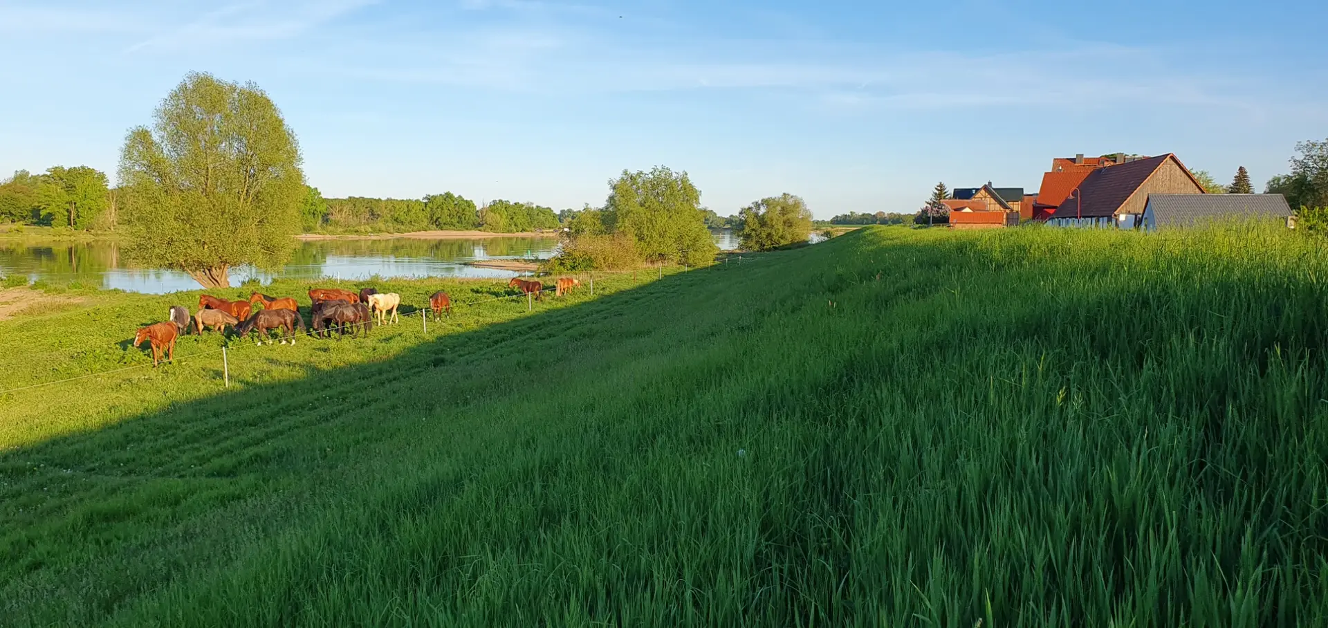 Der Elbe Damm mit einer Herde von grasenden Pferden