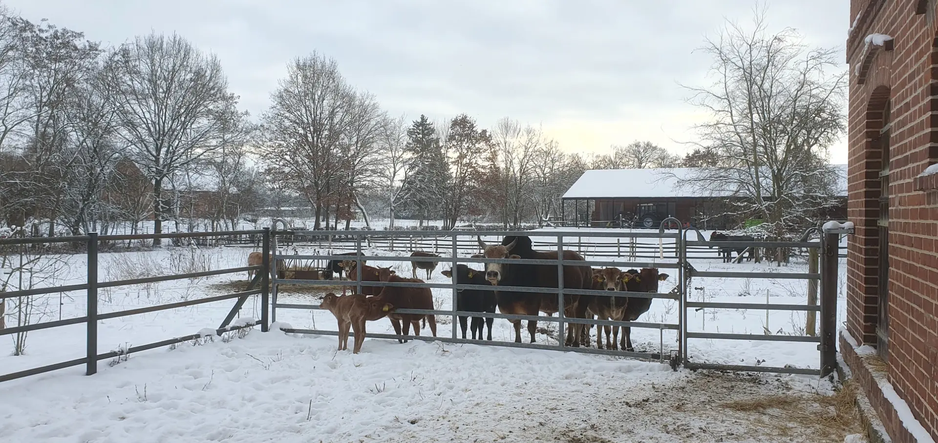 Zebu Herde im Schnee am Hof