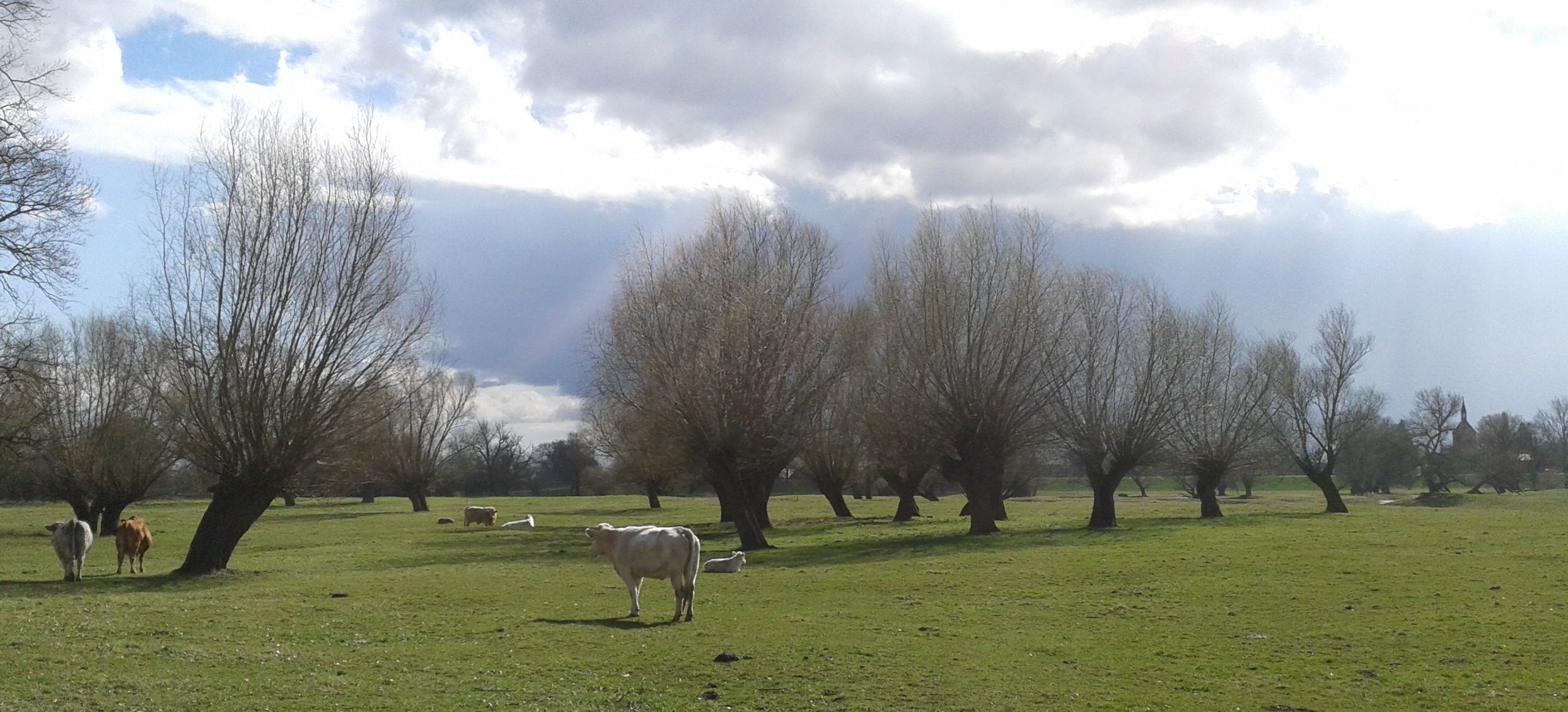 Zebu-Rinder auf der Weide