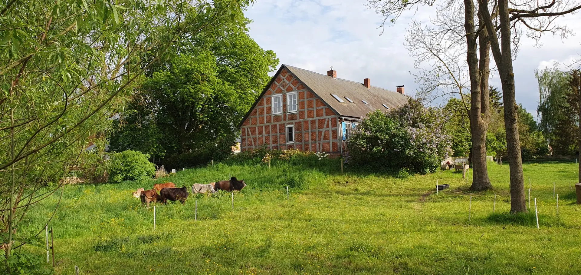 Der Lindenhof von Zebu-Rindern umringt